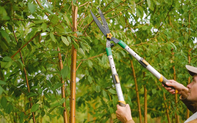 Tree trimming in Rose, NY
